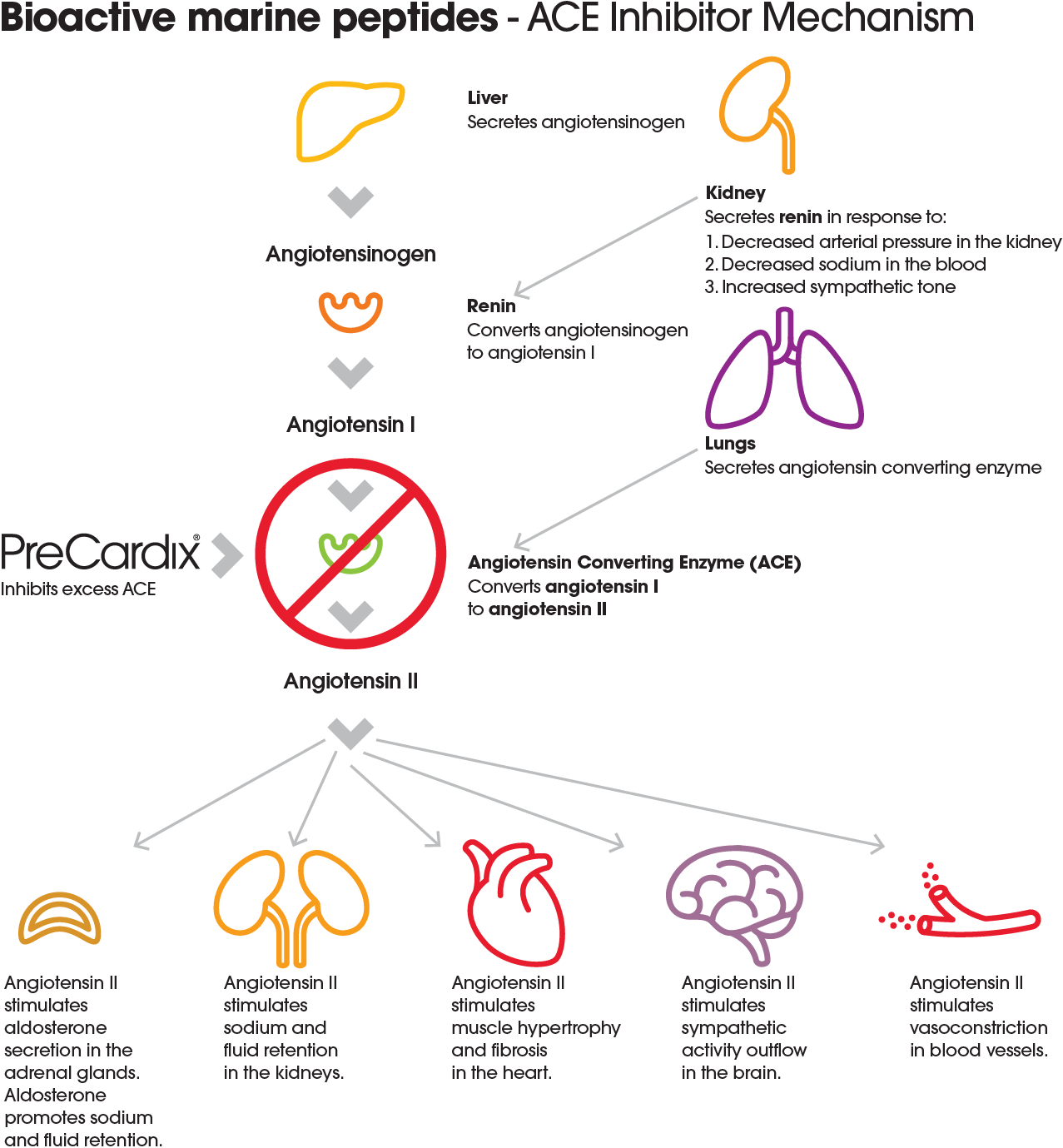 Infographic illustrating the ACE inhibitor mechanism of Bioactive Marine Peptides in blood pressure regulation.